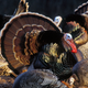 Illustration for article titled Why Did the Turkey Stop Being Sacred?